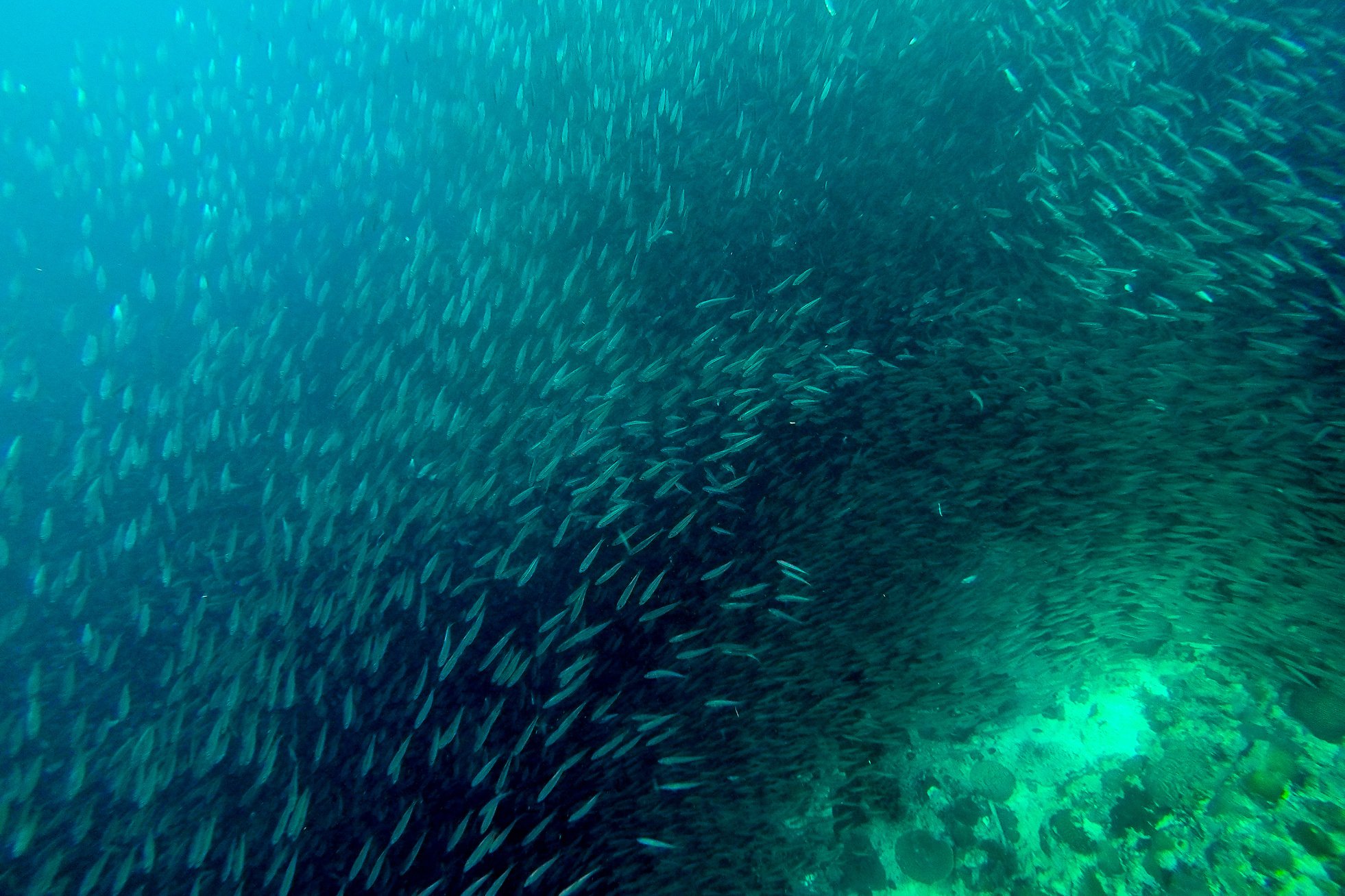 Dense Shoal of Sardines